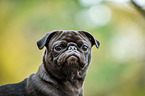 pug Portrait