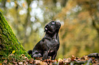 sitting pug