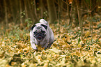 walking pug