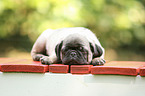 pug puppy