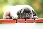 pug puppy