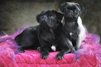 2 pugs