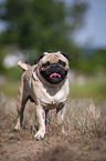 standing Pug