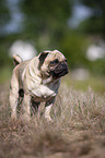 standing Pug