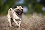 running Pug