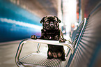 Pug at station