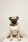 sitting Pug