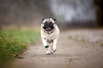 running Pug