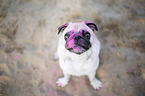 Pug with holi powder on the face