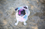 Pug with holi powder on the face