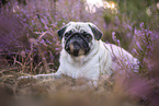 pug in the heather