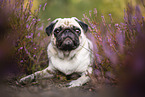 pug in the heather