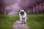 Pug in the cherry blossom