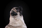 pug portrait in front of black background