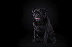 pug in front of black background