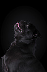 pug portrait in front of black background