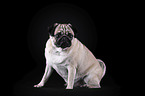 pug in front of black background