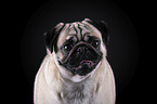 pug portrait in front of black background