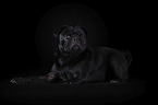 pug in front of black background