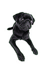 black pug puppy in front of black background