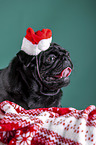 pug between christmas decoration