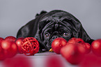 pug between christmas decoration