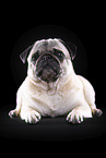 pug in front of black background