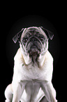 old pug