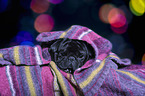 lying pug