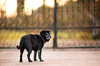 standing Pug