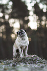 pug