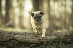 jumping pug