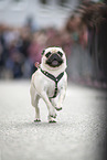 pug race