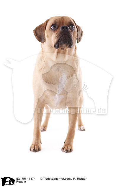 Puggle / RR-41374