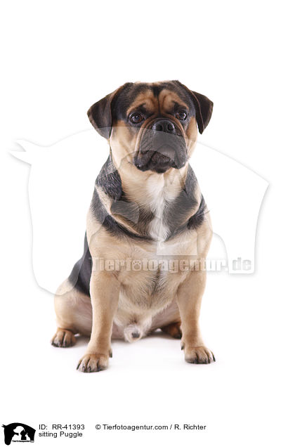 sitting Puggle / RR-41393