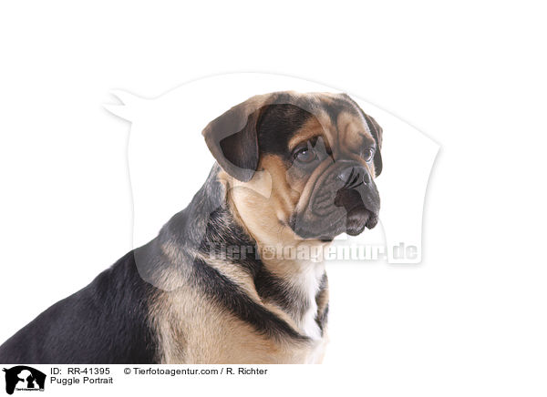 Puggle Portrait / Puggle Portrait / RR-41395