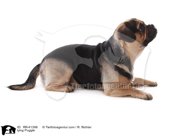 lying Puggle / RR-41398