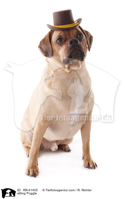 sitzender Puggle / sitting Puggle / RR-41405