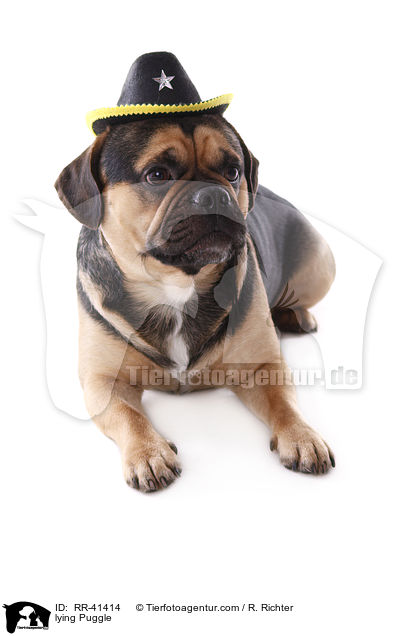 liegender Puggle / lying Puggle / RR-41414