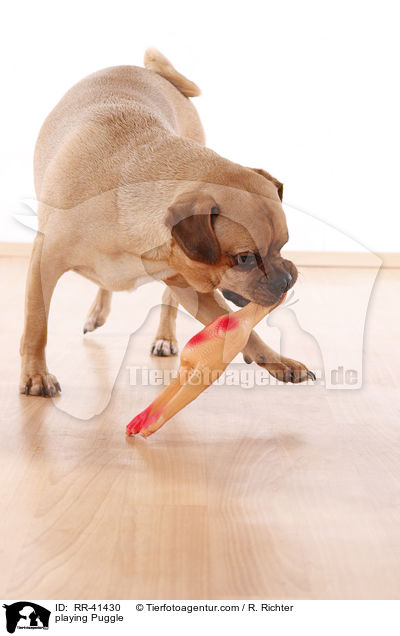 spielender Puggle / playing Puggle / RR-41430