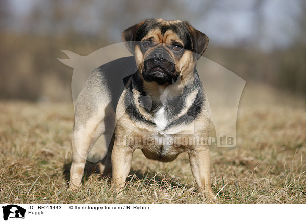 Puggle / Puggle / RR-41443