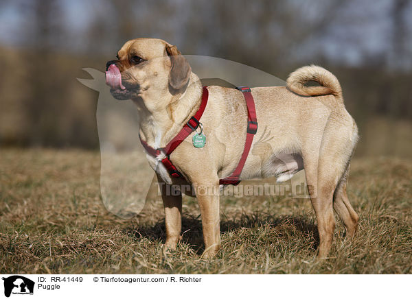 Puggle / RR-41449