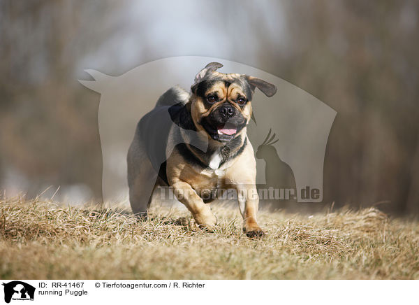 running Puggle / RR-41467