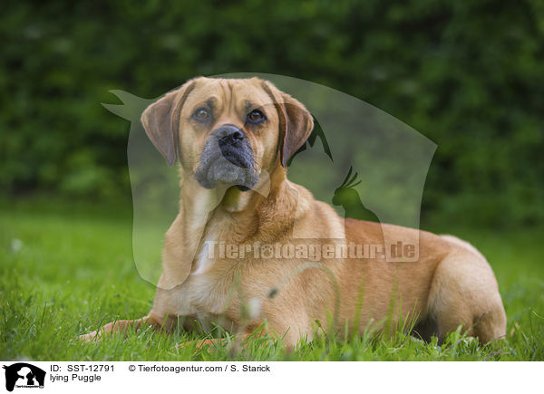 liegender Puggle / lying Puggle / SST-12791