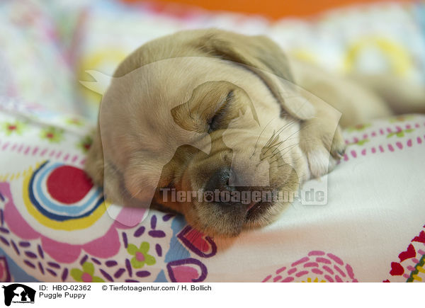 Puggle Welpe / Puggle Puppy / HBO-02362