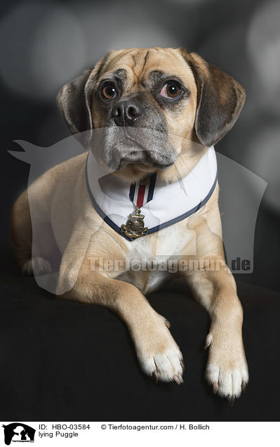 liegender Puggle / lying Puggle / HBO-03584