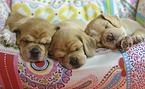 Puggle Puppies