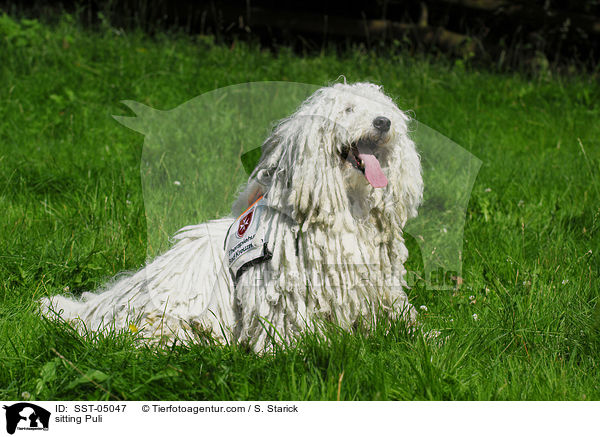 sitzender Puli / sitting Puli / SST-05047