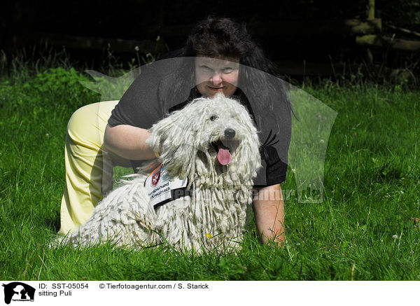 sitzender Puli / sitting Puli / SST-05054