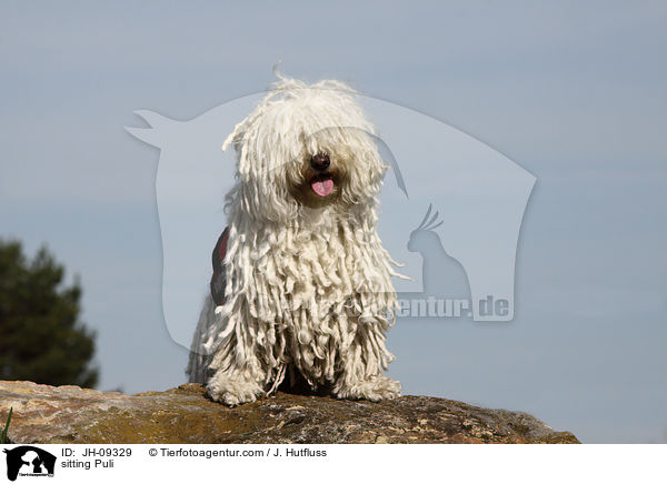 sitzender Puli / sitting Puli / JH-09329